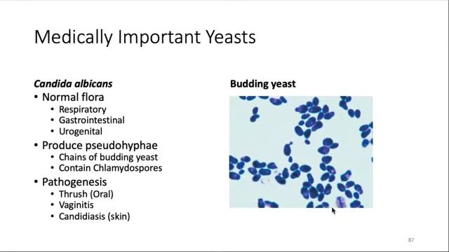 Classification of Eukaryotes Part 4 смотреть онлайн