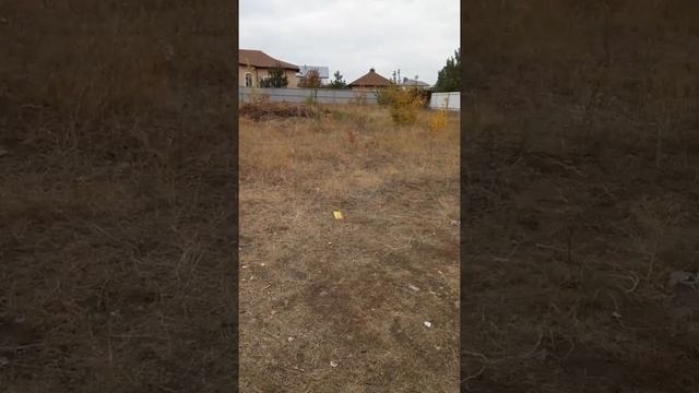 Бездомные собаки ищут дом,чтобы преданно служить и любить! смотреть онлайн