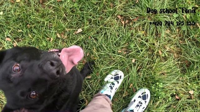 Дрессировка собаки глазами кинолога ❤️ Dog School “Fenix”