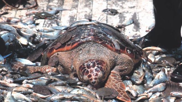 Feeding our Selish Habits 2019 смотреть онлайн