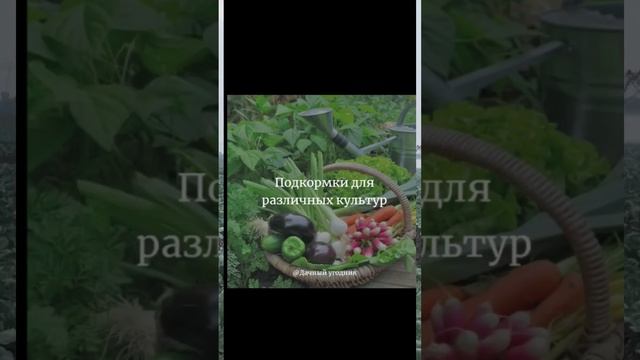 Никогда не косите траву на участке #огород #дача #сад #рецепт смотреть онлайн