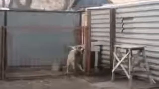 Собака танцует★ смотреть онлайн