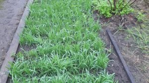 Что в Зоне Калининграда твориться? Твориться!!- Жимолость цветёт в декабре.