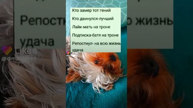 #собака #текст #картинка
