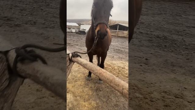 знакомьтесь Абрек ❤