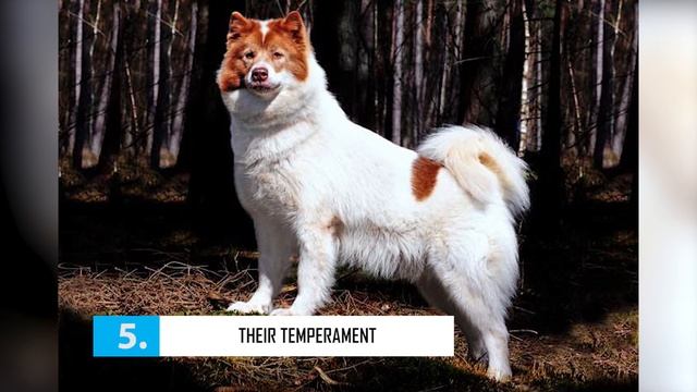 Canadian Eskimo Dog - Top 10 Facts