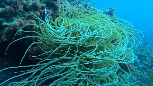 L'animal marí amb La Cabellera de Medusa смотреть онлайн