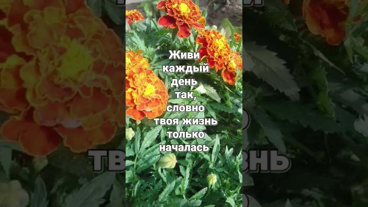 Живи каждый день так, словно твоя жизнь только началась.