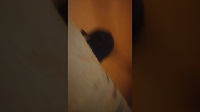 мою собаку надо сдать в дурку смотреть онлайн