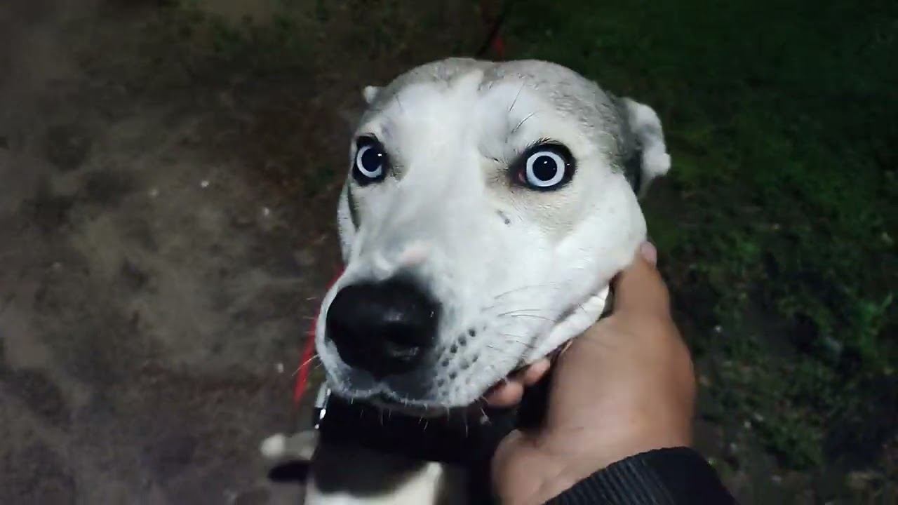 ГОЛУБОГЛАЗЫЙ ДЕМОН во тьме ночной смотреть онлайн