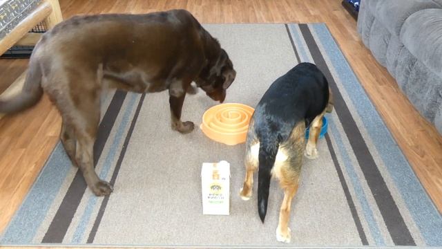 Brutus Bone Broth for Dogs смотреть онлайн