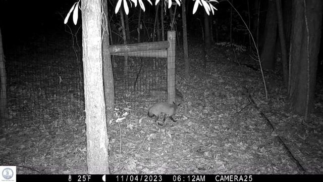 Return of a big buck. Deer again at watering hole. Sneaky fox again under fence & more. смотреть онлайн