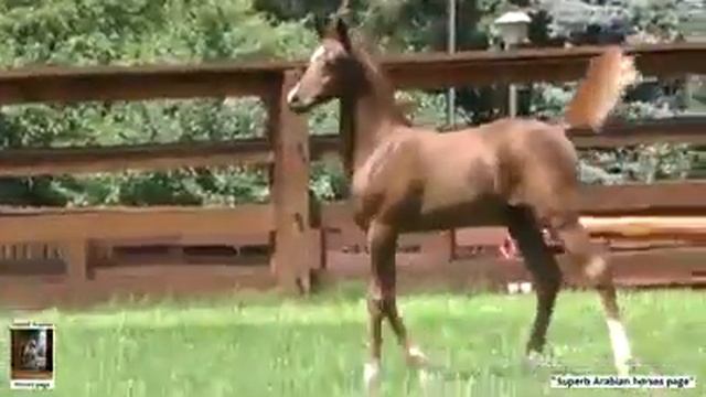 Арабский скакун смотреть онлайн