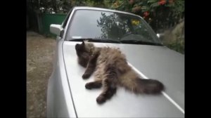 Кошки. Жанна Агузарова и "БРАВО".