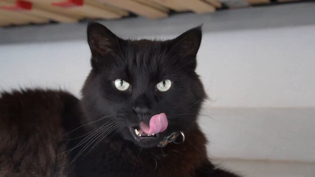 Мяуканье кошек! #мяуканье #cats #funny