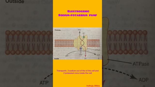 SODIUM-POTASSIUM PUMP |Physiology series 1.3|#Indhuja_Mbbs|Neet pg| смотреть онлайн