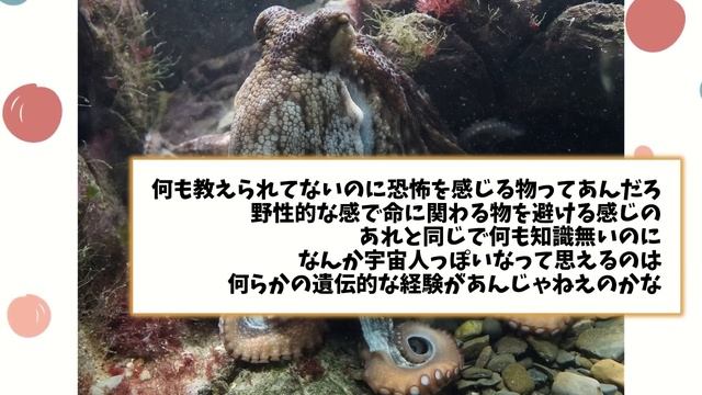 【2ch動物スレ】タコの全ゲノムが解読された結果に専門家驚愕→やっぱりタコは地球外由来の生物だったと確定してしまうwwwww【なんj】 смотреть онлайн