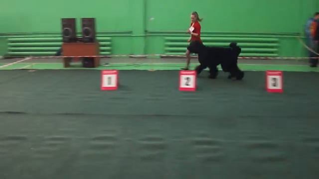 Юниор Хранитель с ЗГ. Выставка Иркутск 25.01.15 смотреть онлайн