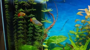 Мои новые пецилии обживаются в аквариуме