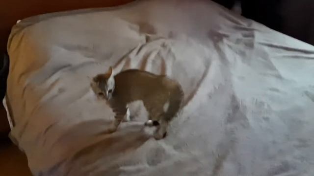 7 дней жизни кошки смотреть онлайн