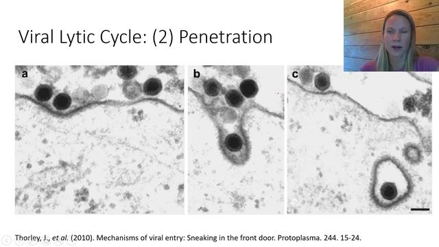 Replication of dsDNA viruses смотреть онлайн