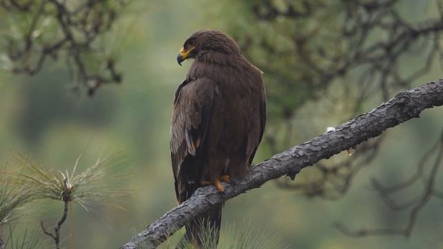 ВИДЕО ОРЛА 4К ПОД МЕДИТАТИВНУЮ МУЗЫКУ \ ПОЗНАВАТЕЛЬНОЕ ВИДЕО \ ОРЕЛ \ ЯСТРЕБ \ ОРЛАН \ ПОЛЕТ ОРЛА