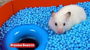 Хомяк выбирается из ОГРОМНОГО ЛАБИРИНТА для умных животных ! Интересные видео для детей !