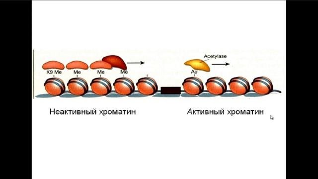 Эпигенетика Рассказывает молекулярный биолог Борис Фёдорович Ванюшин 2014 год смотреть онлайн