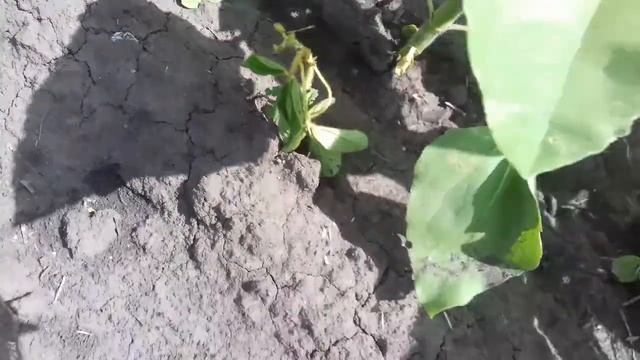 11.06.21 внесення бору на соняшник Аякс від Євросем смотреть онлайн
