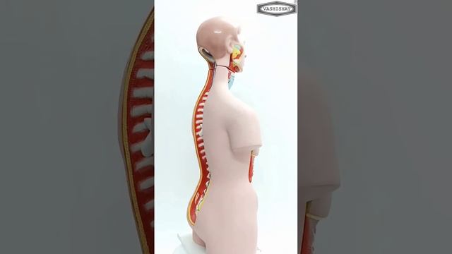 Human Torso #humanbody #medical #anatomy смотреть онлайн