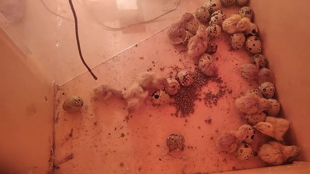 инкубация перепелов смотреть онлайн