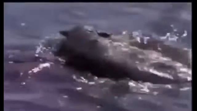 Crocodile Attack Leopard смотреть онлайн