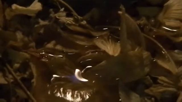 Горение свечи Нежность смотреть онлайн