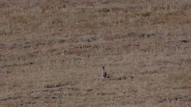 Wild Rabbit in 15 meters from the car. Дикий заяц в 15 метрах от машины.(2) смотреть онлайн