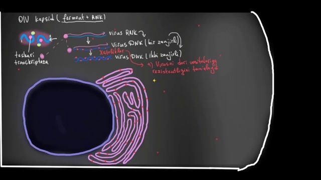 OIV Qanday Yuqadi: CD4 (T-xelper) Limfotsitlar | Tibbiyot