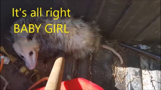 How to Move an Opossum and The Sounds they Make смотреть онлайн