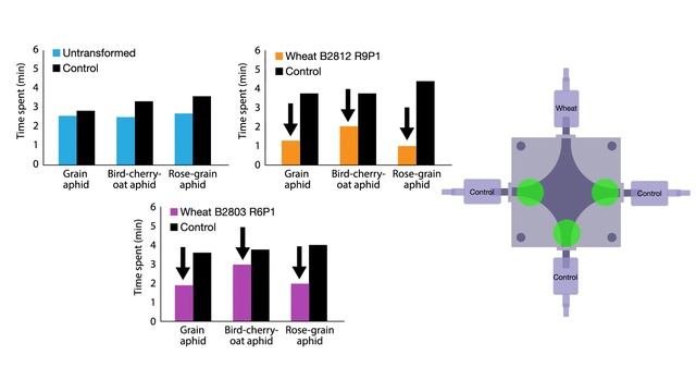 Genetically engineered wheat releases insect pheromones to ward off pests смотреть онлайн