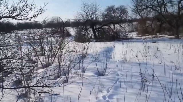 Зимняя прогулка с лайкой после долгой разлуки смотреть онлайн