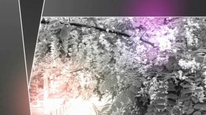 Людмила Сенчина -Белой акации гроздья душистые