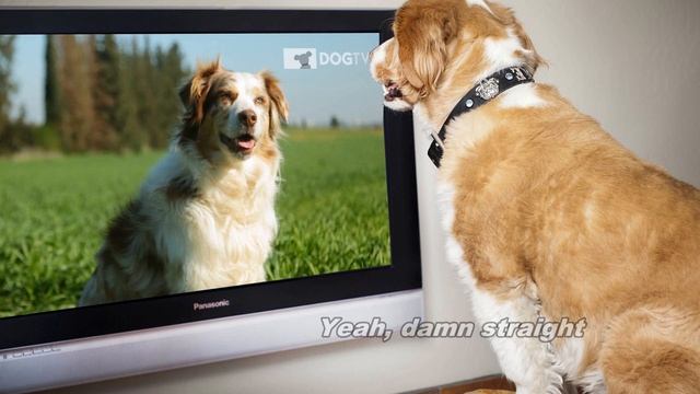 Should Dogs Watch TV? Woof Woof смотреть онлайн