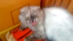 кошка шипит