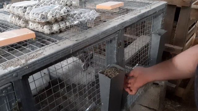"Дюрок". Кролики.Человеческая БЕСПЕЧНОСТЬ смотреть онлайн