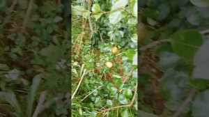 груша Татьяна