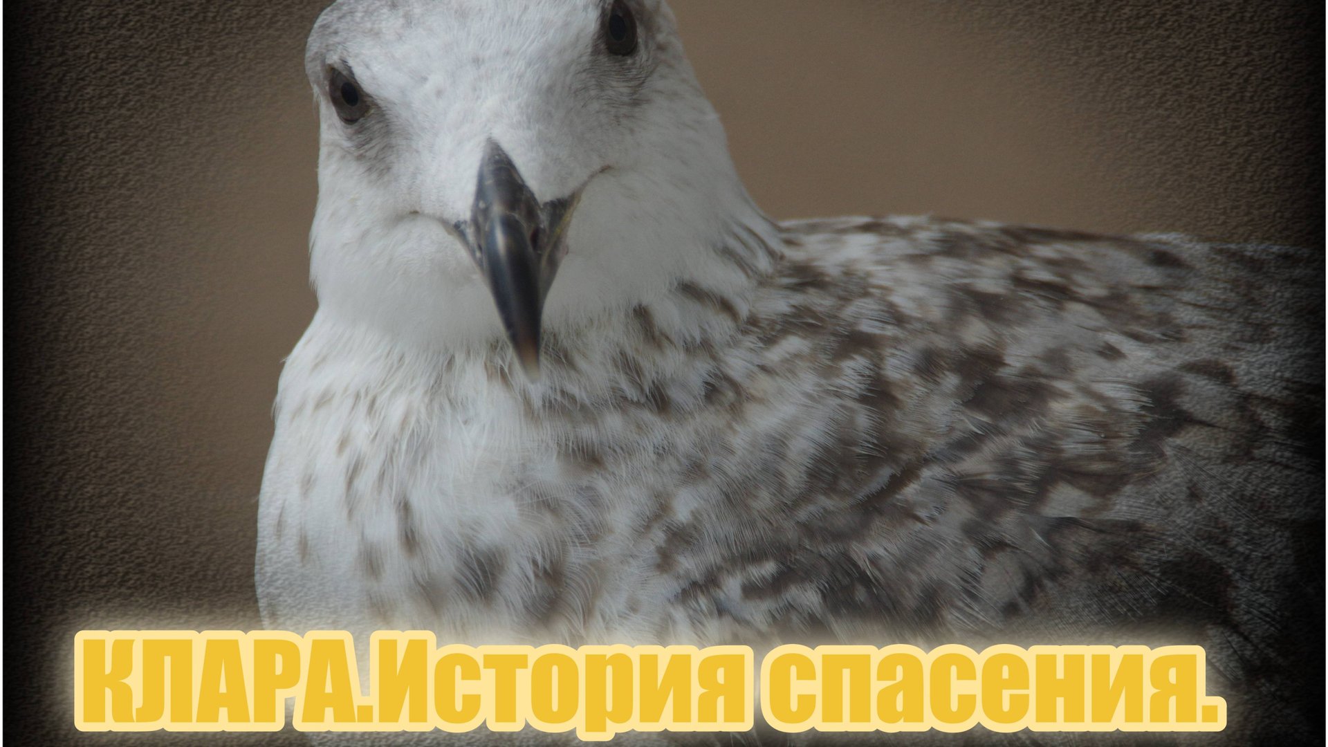 Спасение КЛАРЫ. Saving CLARA.