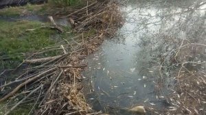 Бобры строители