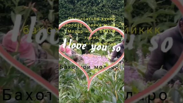 ОЧА ОЧАЕ ЧОНУДИЛИ Ма ОЧА 💖💓💖 БАХРИ гарибой дур аз модар смотреть онлайн
