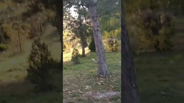 Осень обнажила все деревья в парке,белка озорница прыгает в дали.20.10.2019.Бишкек смотреть онлайн