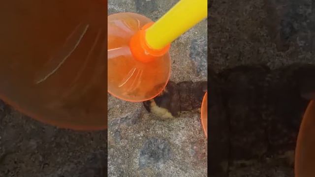Гусеница мутант смотреть онлайн