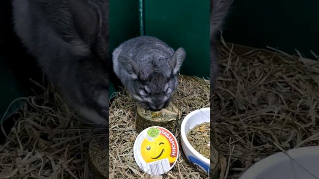 Сено Зверьё Моё ( таблерон) смотреть онлайн