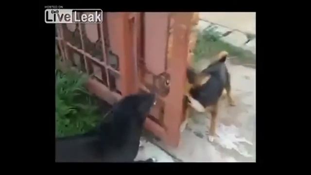 Если бы не забор)) смотреть онлайн